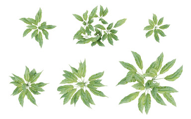 Top view of 3d gren plant Cyclanthus bipartitus on transparent background, png illustration