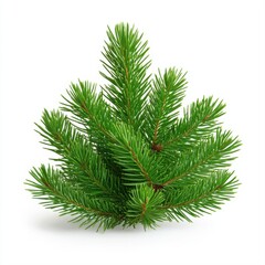 Fresh Green Fir Sprig Arrangement on White Background for Nature Decor