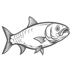 Tarpon Megalops Atlanticus Line Art Illustration
