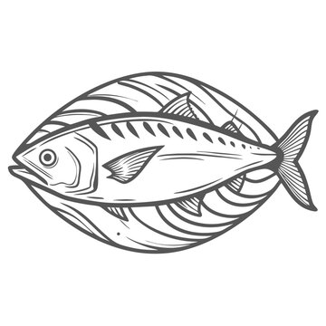 Spanish Mackerel Illustration, Scomberomorus Maculatus