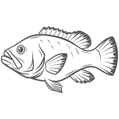 Black Sea Bass Line Art Illustration