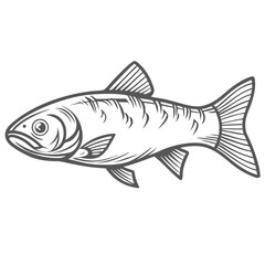 Bonefish Albula Vulpes Line Art Illustration