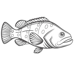 Coral Trout Line Art, Plectropomus Leopardus