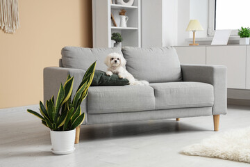 Cute Maltese dog on sofa in stylish living room