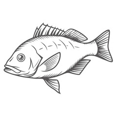 Obraz premium Mutton Snapper Fish Line Art Illustration