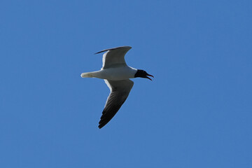The laughing seagull (Leucophaeus atricilla) is a medium-sized gull of North and South America.