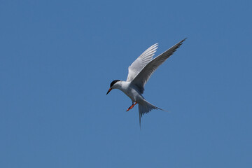 Forster's tern (Sterna forsteri) is a tern in the family Laridae.