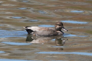 The gadwall (Mareca strepera) is a common and widespread dabbling duck[2] in the family Anatidae.