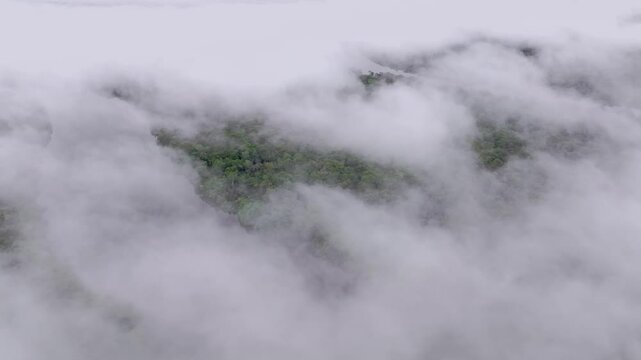 AMAZONIAN FORESTS WITH FOG AND CLOUDS OVER THE TREES IN THE PERUVIAN RAINFOREST, IN THE AMAZONIAN FLOODFLOW FORESTS