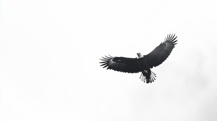 Obraz premium Bald eagle soaring gracefully in a cloudy sky over a tranquil landscape