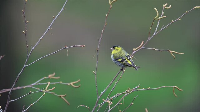 European Siskin Perched on a Tree Branch in a Forest Setting