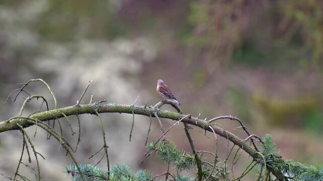 Common Linnet Perched on a Tree Branch