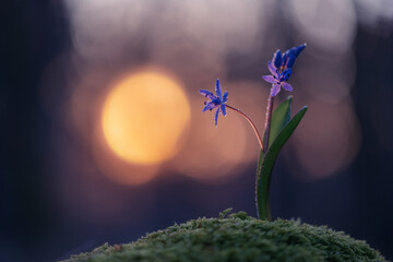 Delicate blue snowdrops (Scilla) covered with dew drops against a mysterious golden glow. This mesmerizing photo symbolizes beauty, fragility, hope and the magic of nature.