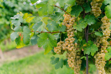Ripe Chardonnay grapes hanging on vine at the time of grape harvest. Bunch of white grapes between the grape leaves in vineyard