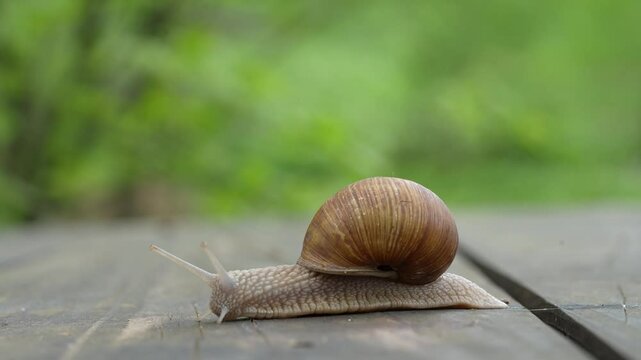 snail