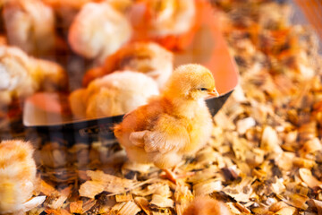Closeup photo of a baby chicken in a coop