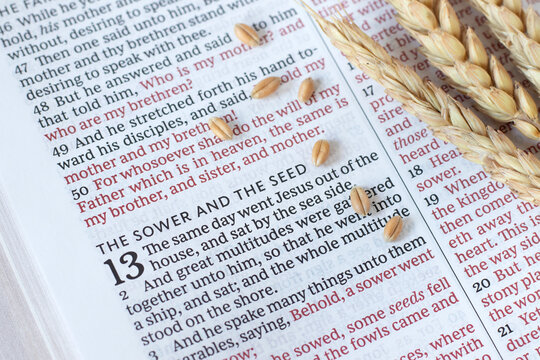Wheat seeds on holy bible book. Close-up. Gospel parable of the sower, Christian biblical concept.