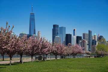 April cherry blossoms in Liberty State Park.