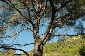 Top of pine tree on a sunny day. Pine landscape for publication, poster, calendar, post, screensaver, wallpaper, postcard, banner, cover. High quality photo