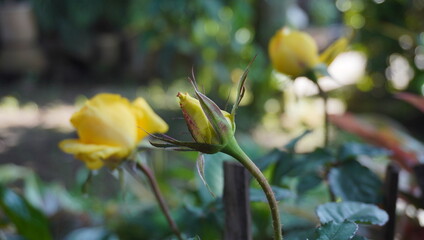 Yellow roses that have not yet fully bloomed in the yard