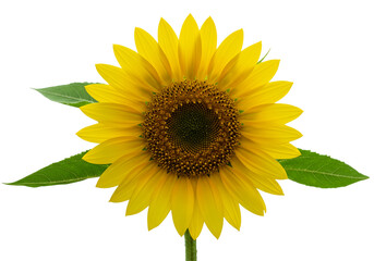 Obraz premium sunflower isolated on white
