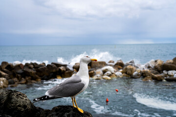 Seagull sitting on a rock by the shoreline