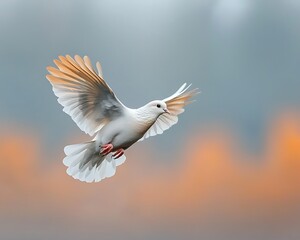 Obraz premium White dove in flight against soft sunset