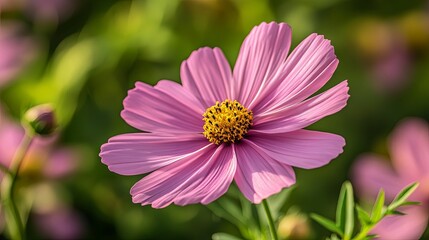 Obraz premium Close-up view of a delicate pink cosmos flower in a garden setting.