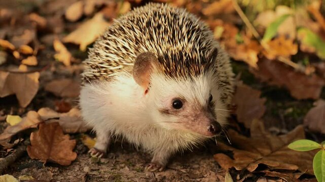 Hedgehog in autumn forest close-up. Cute funny hedgehog in autumn leaves. 4k footage