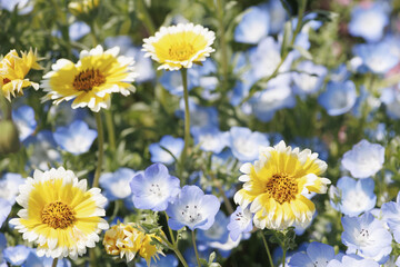 ツマジロヒナギクとネモフィラ