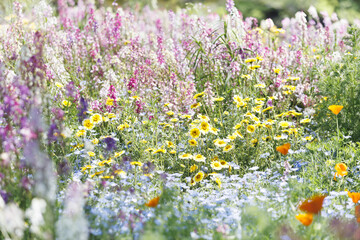 咲き誇る花たち