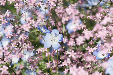 ネモフィラとカスミソウ