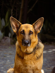 german shepherd portrait on forrest trail background
