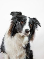 Black and white border collie portrait on white background