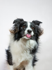 Black and white border collie portrait on white background sticking tongue out