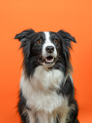 Black and white border collie on orange background