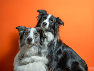 Two border collies hugging on orange background