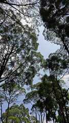 Fototapeta premium trees and sky