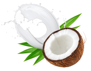 fresh coconut juice splash isolated on white or transparent     