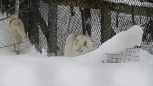 White Arctic Wolves walking by the enclosure fence in Aspen Valley wildlife Sanctuary, Canada