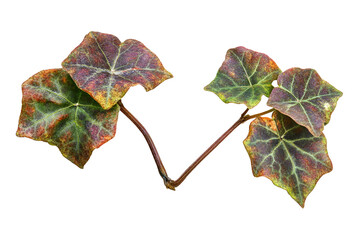 Fototapeta premium Colorful variegated ivy vine detail showing intricate veining on black backdrop