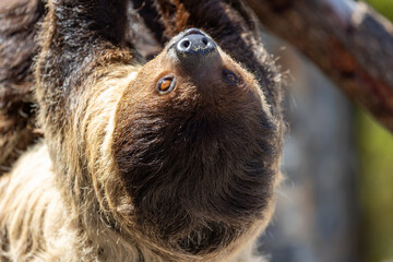 Close up of a two toed sloth