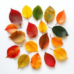 Colorful Autumnal Leaves, Red, Yellow and Green Leaves Arrangement on White Background