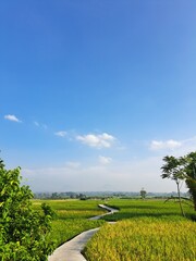Close up of a majestic golden retriever dog looking intently at the camera showcasing its beautiful fur and expressive eyes Perfect for pet animal lover and dog breed websites blogs and social media