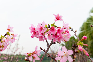 blooming cherry blossom at horizontal composition