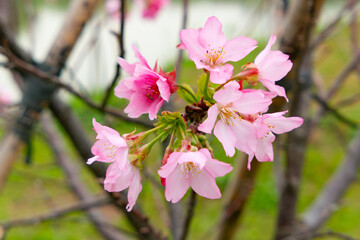 blooming cherry blossom at horizontal composition