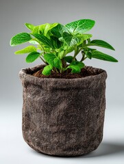 A stylish plant in a textured pot, showcasing vibrant green leaves against a neutral background.