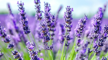 Naklejka premium Lavender field blooms, sunny day, Provence