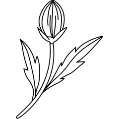 Daisy Outline Outline Hand Drawn