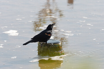 Agelaius phoeniceus drinks water and refreshes itself from a spring.